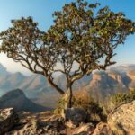 10 tips for visiting south africa on a budget ea055dd