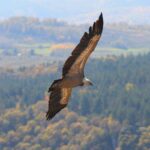 from belgrade uvac nature reserve tour 2725916