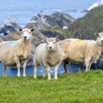 see scotlands remote shetland islands on this 4 day itinerary 4e74835 1