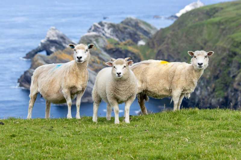 see scotlands remote shetland islands on this 4 day itinerary 4e74835 1